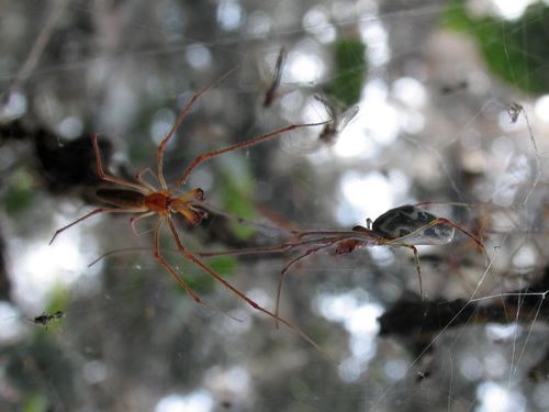 Longjawed orb weavers photo 2