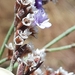 Limonium interjectum - Photo (c) Carlos Jiménez, algunos derechos reservados (CC BY-NC), subido por Carlos Jiménez