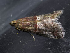 Acrobasis marmorea