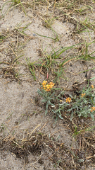 Helichrysum arenarium