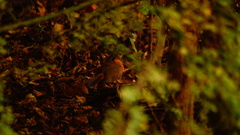 Morococcyx erythropygus