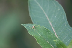 Philodromus rufus