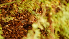 Morococcyx erythropygus