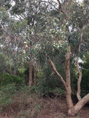 Eucalyptus melliodora