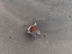 Clibanarius infraspinatus