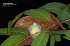 Arachnothera longirostra