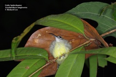 Arachnothera longirostra