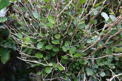 Melicytus micranthus