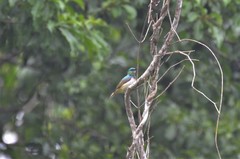 Anthreptes rectirostris tephrolaemus