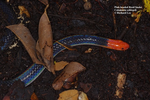Pink-headed Reed Snake (Calamaria schlegeli) - Snakes and Lizards