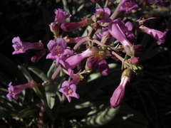 Penstemon patens