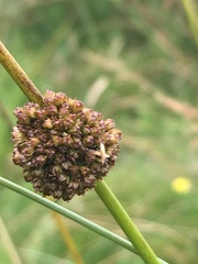 Juncus conglomeratus