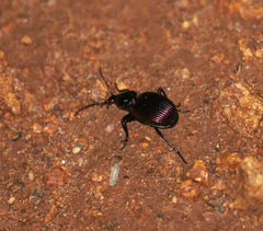 Brachygnathus muticus