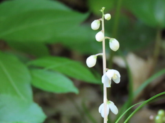 Pyrola elliptica