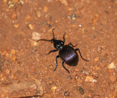 Brachygnathus muticus