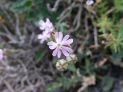 Silene secundiflora