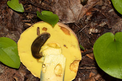 Butyriboletus brunneus