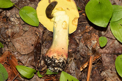 Butyriboletus brunneus