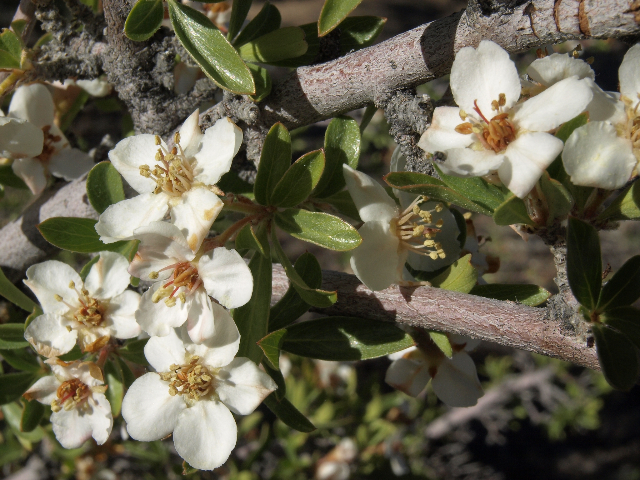 Peraphyllum ramosissimum