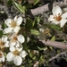 Peraphyllum ramosissimum - Photo (c) Jim Morefield, algunos derechos reservados (CC BY)