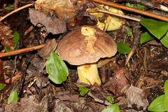 Butyriboletus brunneus