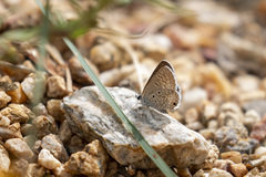 Hemiargus hanno hanno