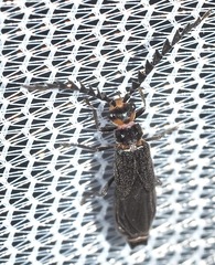 Tytthonyx erythrocephala