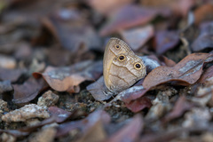 Pharneuptychia