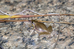 Scinax pachycrus