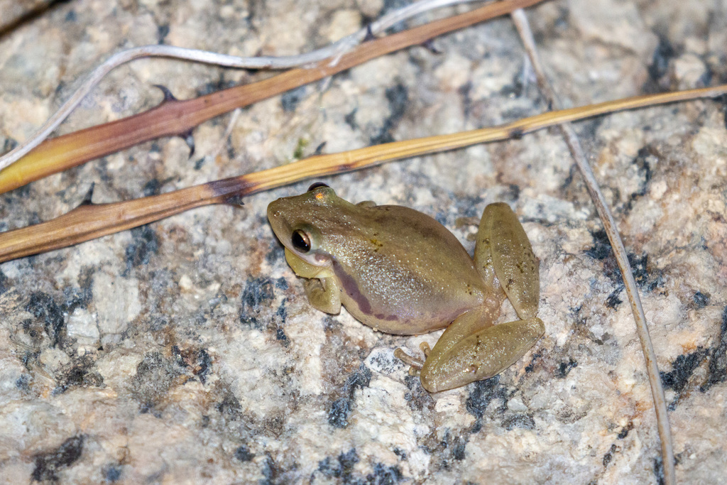 Pocao Snouted Treefrog