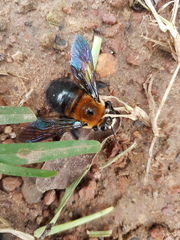 Xylocopa