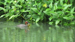Tachybaptus ruficollis