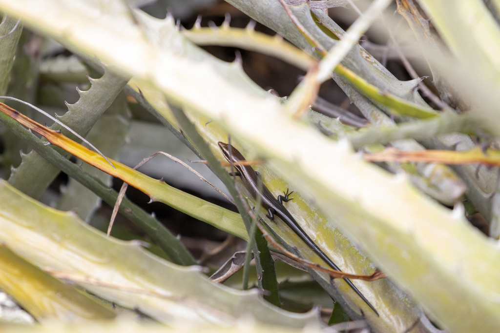 Short-lined Agile Skink