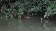 Tachybaptus ruficollis