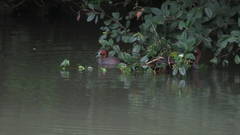 Tachybaptus ruficollis