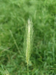 Hordeum murinum