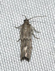 Eurythmia angulella