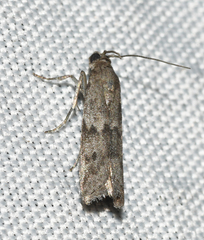 Eurythmia angulella