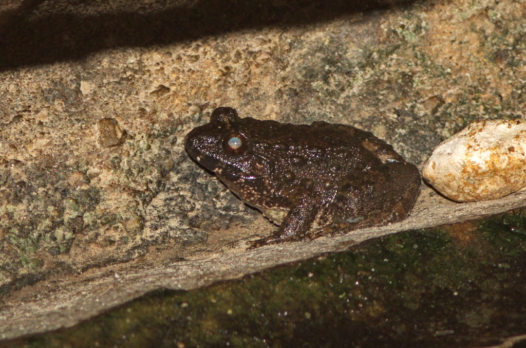 Lauhachinda's Fanged Frog