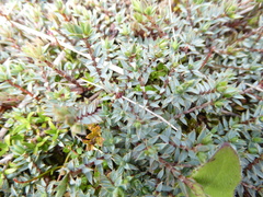 Pimelea oreophila lepta