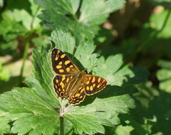 Oreixenica kershawi