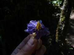 Solanum grandiflorum