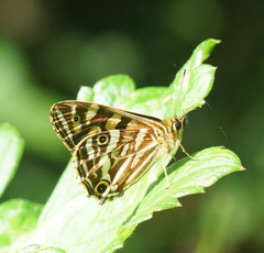 Oreixenica kershawi
