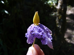 Solanum grandiflorum