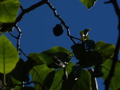 Solanum grandiflorum