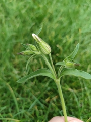 Silene latifolia