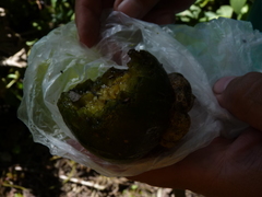 Solanum grandiflorum