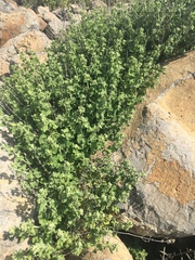 Pseudodictamnus undulatus