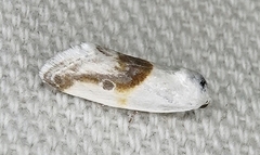 Ponometia binocula