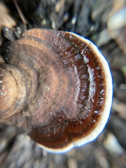 Ganoderma gibbosum